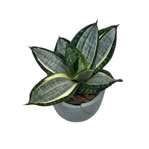 Sansevieria trifasciata 'Hahnii Silver Zebra' (Törpe Anyósnyelv)