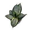 Sansevieria trifasciata 'Hahnii Silver Zebra' (Törpe Anyósnyelv)