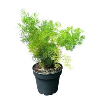 Asparagus umbellatus 'Myriocladus'