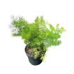 Asparagus umbellatus 'Myriocladus'