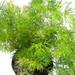 Asparagus umbellatus 'Myriocladus'