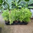 Asparagus umbellatus 'Myriocladus'