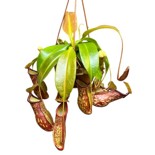 Nepenthes 'Gaya' (L) Kancsóka