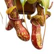 Nepenthes 'Gaya' - Kancsóka 'L'