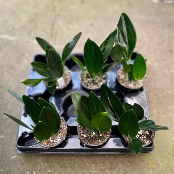 Scindapsus treubii 'Dark Form' (6 pcs)