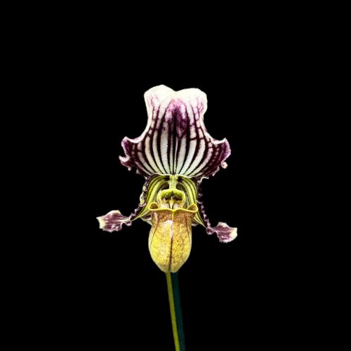 Paphiopedilum fairrieanum (virágzóképes)