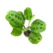 Maranta leuconeura var. kerchoveana (Inplanted)
