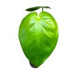 Syngonium chiapense (Inplanted)