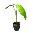 Syngonium chiapense (Inplanted)