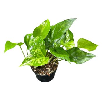 Epipremnum aureum 'Jungle Star' (Inplanted)