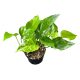Epipremnum aureum 'Jungle Star' (Inplanted)