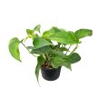Epipremnum aureum 'Jungle Star' (Inplanted)