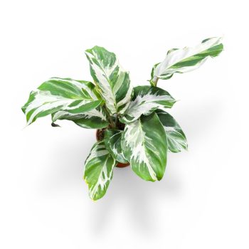 Calathea 'Stella'