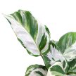 Calathea 'Stella'