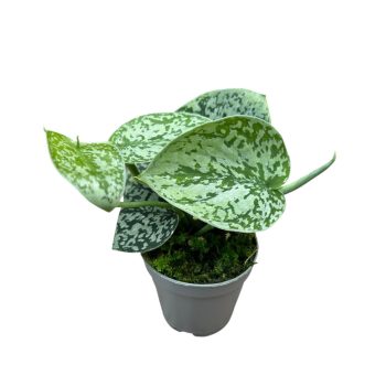 Scindapsus pictus 'Tricolor' (Inplanted)