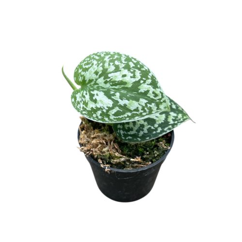Scindapsus pictus 'Tricolor' (Inplanted)