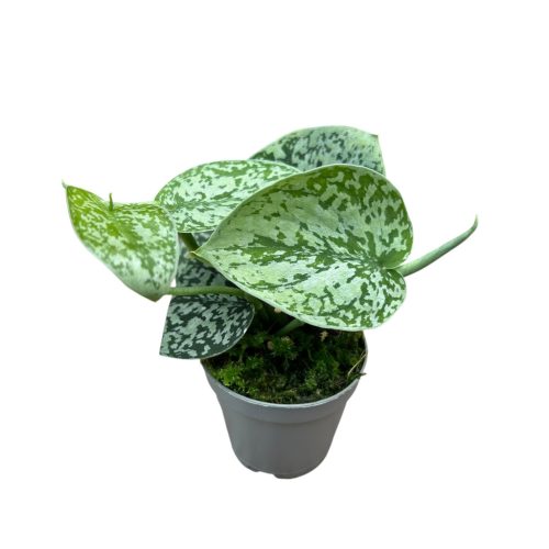 Scindapsus pictus 'Tricolor' (Inplanted)