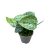 Scindapsus pictus 'Tricolor' (Inplanted)