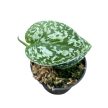Scindapsus pictus 'Tricolor' (Inplanted)