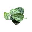Scindapsus pictus 'Tricolor' (Inplanted)