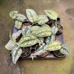 Scindapsus pictus 'Tricolor' (Inplanted)