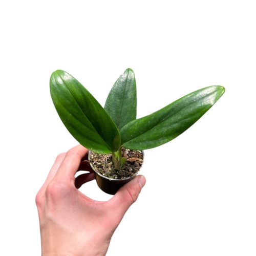 Monstera standleyana mini (Inplanted)