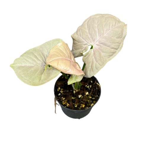 Syngonium podophyllum "Party Punch" mini (Inplanted)