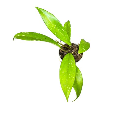 Hoya pubicalyx (Inplanted)
