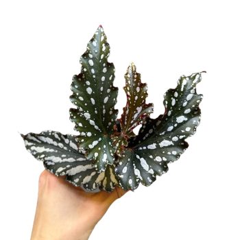 Begonia maculata 'Spotlight Dark®' (mini)