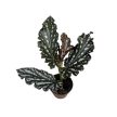 Begonia maculata 'Spotlight Dark®' (mini)
