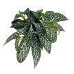 Begonia maculata 'Silver Spot'