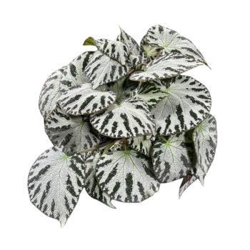 Begonia 'Silver Jewel' (imperialis X pustulata)