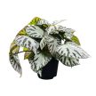 Begonia 'Silver Jewel' (imperialis X pustulata)