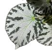 Begonia 'Silver Jewel' (imperialis X pustulata)