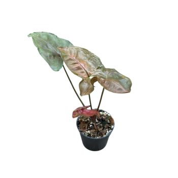   Syngonium podophyllum 'Plum Allusion' mini (Inplanted)