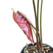Syngonium podophyllum 'Plum Allusion' mini (Inplanted)