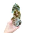 Syngonium podophyllum 'Plum Allusion' mini (Inplanted)