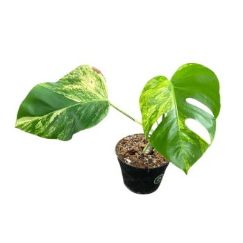 Monstera deliciosa 'Aurea' 2. (Inplanted)