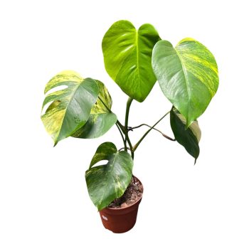 Monstera deliciosa 'Aurea'