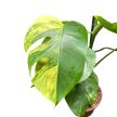 Monstera deliciosa 'Aurea'