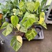 Monstera deliciosa 'Aurea'