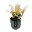 Aglaonema 'Rosy'
