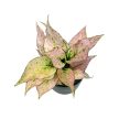 Aglaonema 'Rosy'