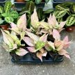 Aglaonema 'Rosy'