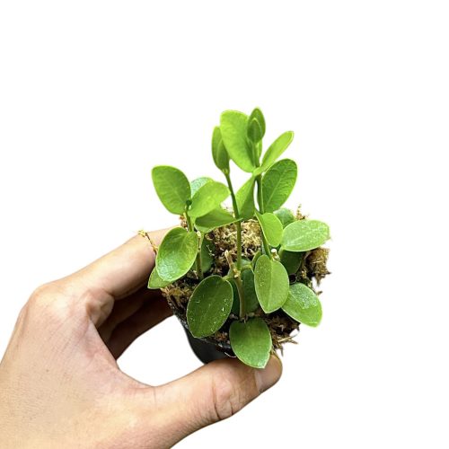 Hoya cummingiana mini (Inplanted)