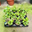 Hoya cummingiana mini (Inplanted)