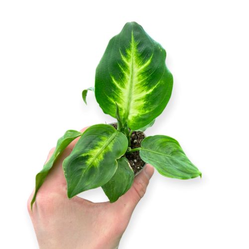 Dieffenbachia maculata 'Camilla'