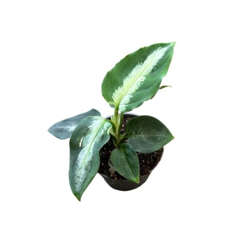 Aglaonema pictum 'Bicolor'