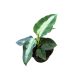 Aglaonema pictum 'Bicolor'