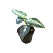 Aglaonema pictum 'Bicolor'